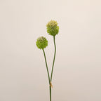 Lot de 2 Tiges d'Allium Artificiel 70 cm, Fleur d'Ail d'Ornement au Réalisme Saisissant, Décoration Champêtre Chic pour Vase, Maison, Mariage