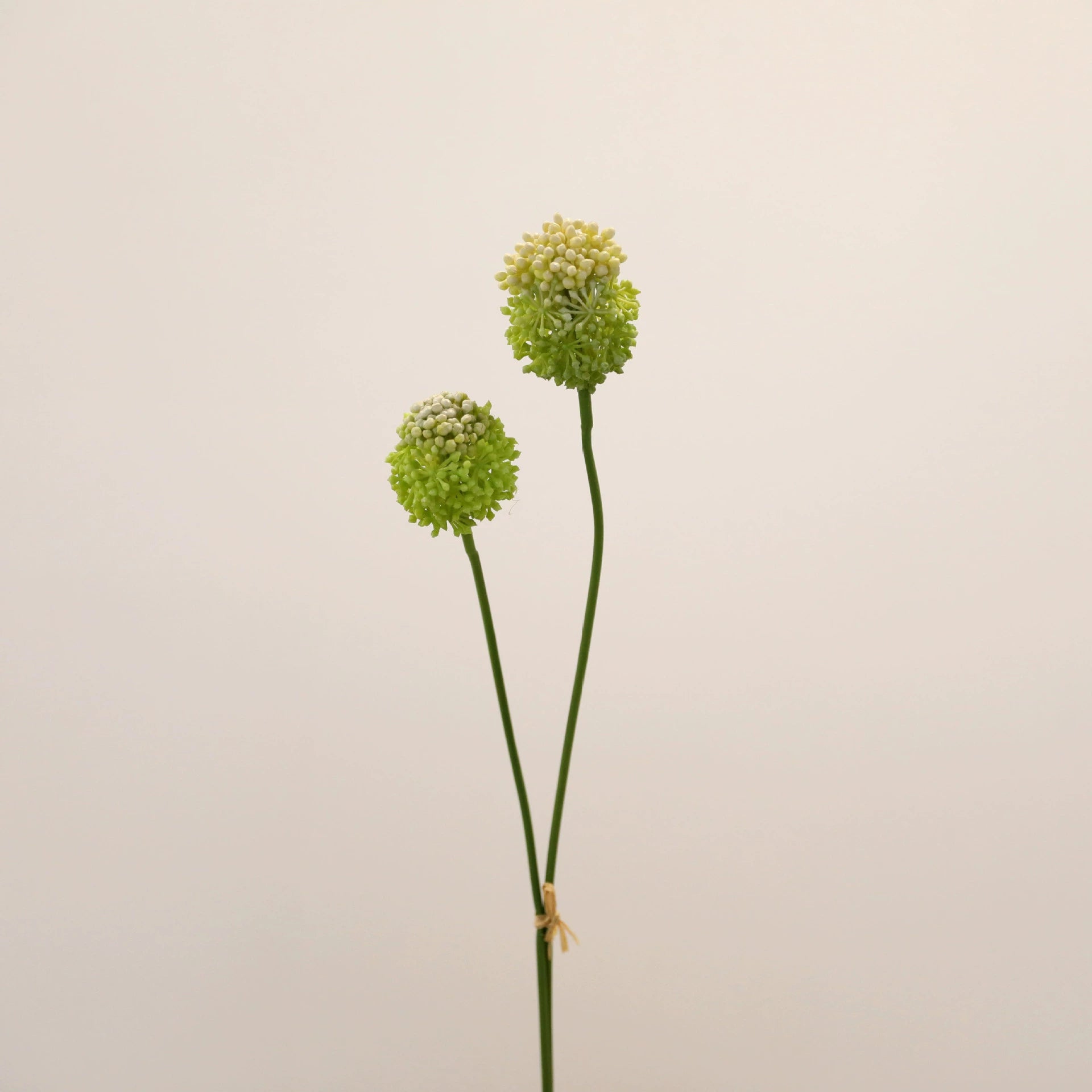 Lot de 2 Tiges d'Allium Artificiel 70 cm, Fleur d'Ail d'Ornement au Réalisme Saisissant, Décoration Champêtre Chic pour Vase, Maison, Mariage
