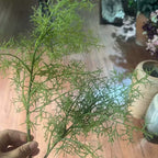 Plante Artificielle 85 cm - Écorce de Pin Fumée, Vert Olive, Idéal pour Décor Maison, Mariages, Cafés, et Espaces Extérieurs