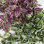 Plante Artificielle Retombante 75 cm, Guirlande Feuillage Misère Violette, Fausse Plante Suspendue Réaliste, Déco Murale Bohème, Intérieur, Mariage