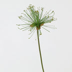 Tige de Papyrus Artificiel, Grande Fleur d'Ail Décorative 63/82cm, Aspect Naturel pour Vase, Décoration Maison, Mariage Champêtre, Style Rétro