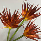 Fleur artificielle Phénix en latex, 85 cm, pour décoration intérieure et commerciale, trois couleurs disponibles
