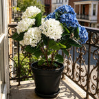 60cm Hortensia Artificielle Touché Réel Résistante UV – Fleur Fausse pour Extérieur, Jardin & Balcon