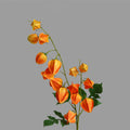 Branche unique de physalis artificiel de 88 cm