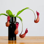 Plante Artificielle Suspendue, Nepenthes, 77 cm, Matériau Plastique, Décoration Intérieure