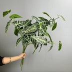 Bouquet de bégonias artificiels, 71 cm, décoration élégante pour mariage, événements et intérieur