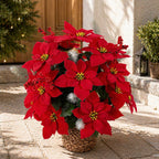 Poinsettia artificiel avec 36 fleurs, décoration de Noël en tissu soyeux, 36 cm, pour mariages, hôtels et décoration d'intérieur
