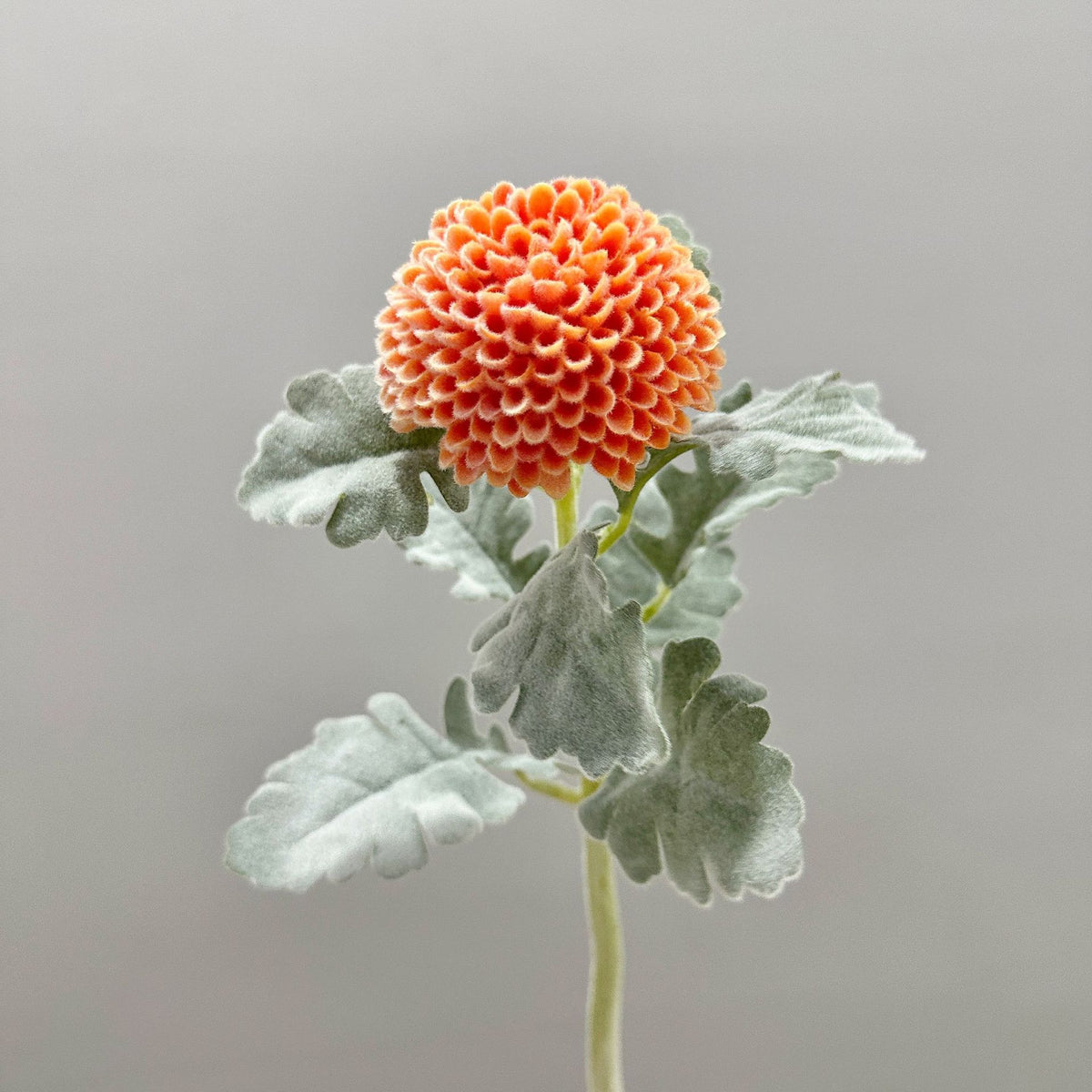 Fleur artificielle Chrysanthème Boule, Tige Unique, 37 cm, Polyester Soie, Décoration Intérieure, Mariage, Bureau