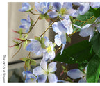 Fleur artificielle Jasmin de Madagascar, tige unique avec 9 fleurs, 80 cm, tissu soyeux, décoration intérieure