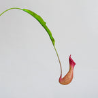 Plante Artificielle Suspendue, Nepenthes, 77 cm, Matériau Plastique, Décoration Intérieure