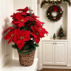 Bouquet de 24 Poinsettias Artificiels, 58 cm, Décoration Festive et Élégante