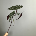 Bouquet de bégonias artificiels, 71 cm, décoration élégante pour mariage, événements et intérieur