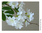 Fleur artificielle de Michelia, tige unique avec 30 fleurs, 74 cm, tissu imitation soie, blanc ou rose