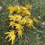 Branche artificielle en tissu soyeux avec feuilles d'érable, 100 cm, idéale pour mariages et décoration intérieure