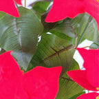 Bouquet de 12 fleurs artificielles Poinsettia, 50 cm, idéal pour mariages et décorations de Noël