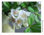 Fleur artificielle Pittosporum, tige unique avec 15 fleurs, 78 cm, tissu soyeux, décoration intérieure