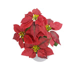 Plante Artificielle Poinsettia avec 5 Fleurs, Décoration de Noël, 52 cm