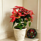 Plante Artificielle Poinsettia avec 5 Fleurs, Décoration de Noël, 52 cm
