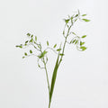 Plante Artificielle Feuillage 2 Branches de Petit Panicaut, 80 cm, Décoration Intérieure et Événementielle