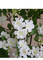 Fleur artificielle de Michelia, tige unique avec 30 fleurs, 74 cm, tissu imitation soie, blanc ou rose