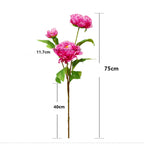 75 cm Tiges Pivoine chinoise de grande taille