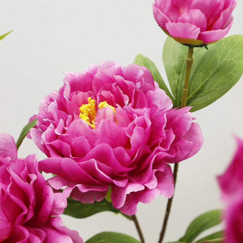 75 cm Tiges Pivoine chinoise de grande taille